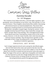 Load image into Gallery viewer, Common Grass Yellow Butterfly Original Artwork