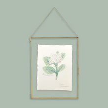 Load image into Gallery viewer, May Birth Flower - Hawthorn Mini Original Drawing