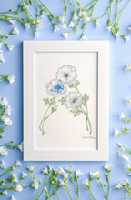 Load image into Gallery viewer, A framed botanical art print "A" featuring three white flowers with one blue butterfly displayed on a light blue background with scattered white flowers.
