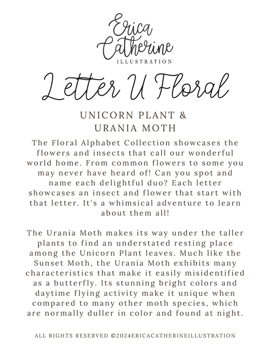 A text-based info card titled 'Letter U Floral' by Erica Catherine Illustration, about the Unicorn Plant and Urania Moth.
