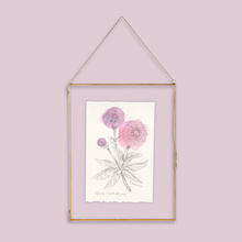 Load image into Gallery viewer, A gold-framed botanical art print featuring pink and purple Zinnia flowers on a white background, suspended by a thin gold chain against a solid light pink wall.