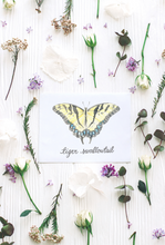 Load image into Gallery viewer, Butterfly Card Set