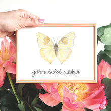 Load image into Gallery viewer, Yellow Tailed Sulphur Butterfly Print