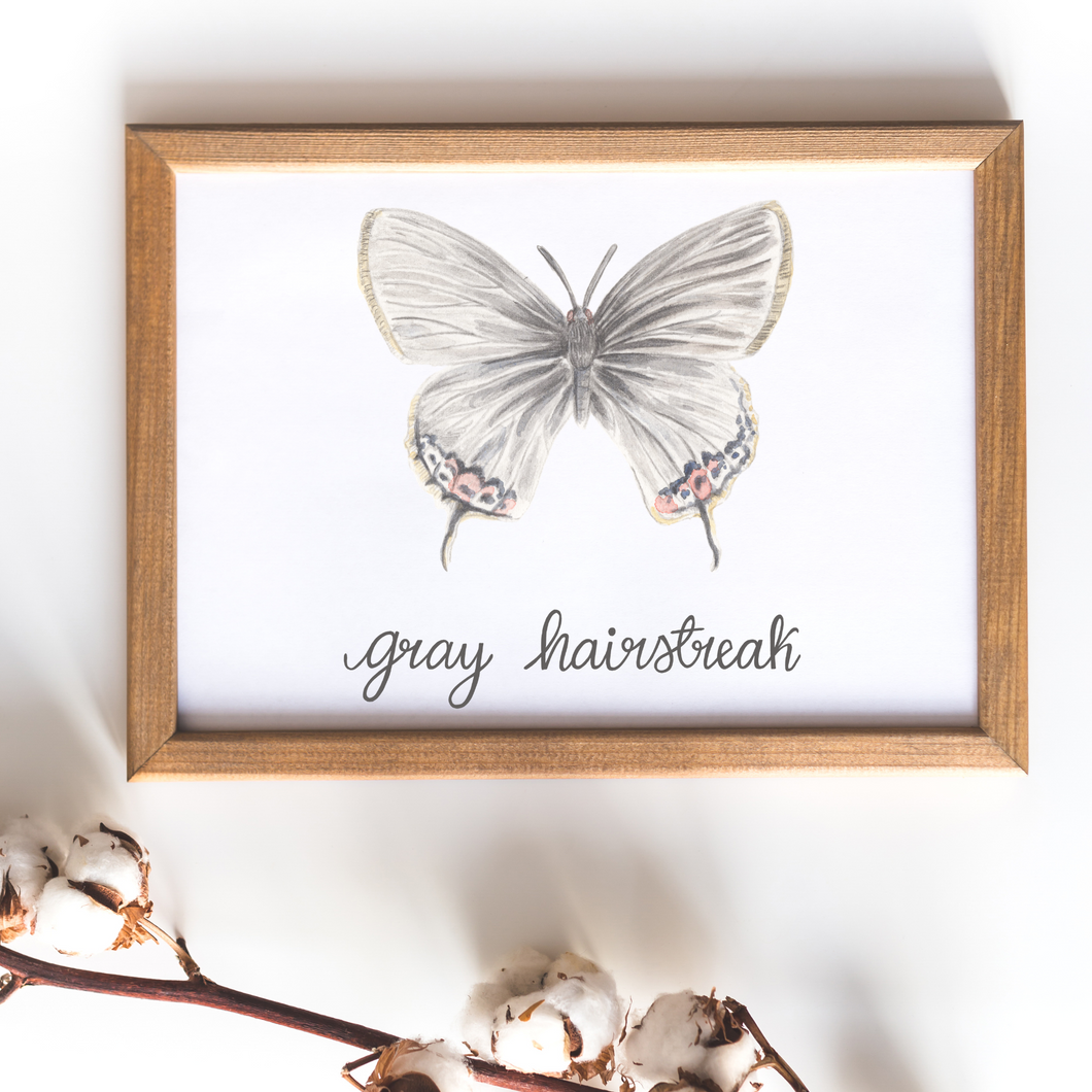 Gray Hairstreak Butterfly Print