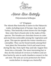 Load image into Gallery viewer, Adonis Blue Butterfly Art Print