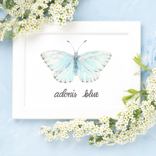 Framed butterfly print in a flat white frame and place on a light blue background. On the top left and bottom right of the picture are small white flowers surronding the framed print. The butterfly featured is the Adonis Blue butterfly, a light blue butterfly.