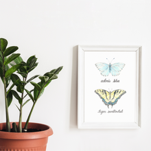 Load image into Gallery viewer, Butterfly art print in a white frame hanging on a wall. To the left is a plant in a teracotta color potted. The butterfly print is of two butterflies, one above the other. The top butterfly is the Adonis Blue butterfly, it is a light blue color butterfly. The lower butterfly is the tiger swallowtail butterfly. It is a yellow butterfly with black stripping like a tiger. Along the outside of the wings are blue spots surrounded by a band of black coloring.
