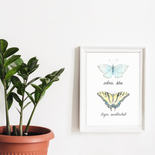 Load image into Gallery viewer, Butterfly art print in a white frame hanging on a wall. To the left is a plant in a teracotta color potted. The butterfly print is of two butterflies, one above the other. The top butterfly is the Adonis Blue butterfly, it is a light blue color butterfly. The lower butterfly is the tiger swallowtail butterfly. It is a yellow butterfly with black stripping like a tiger. Along the outside of the wings are blue spots surrounded by a band of black coloring.