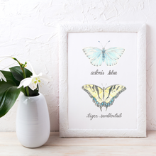 Load image into Gallery viewer, Adonis Blue &amp; Tiger Swallowtail Butterfly Art Print
