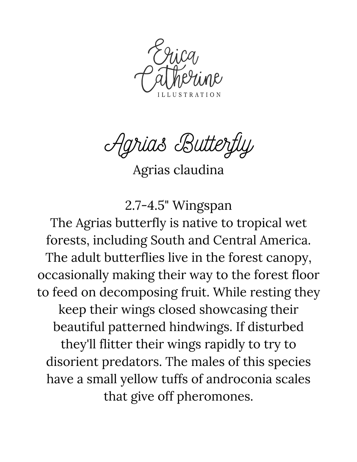Agrias Butterfly Art Print