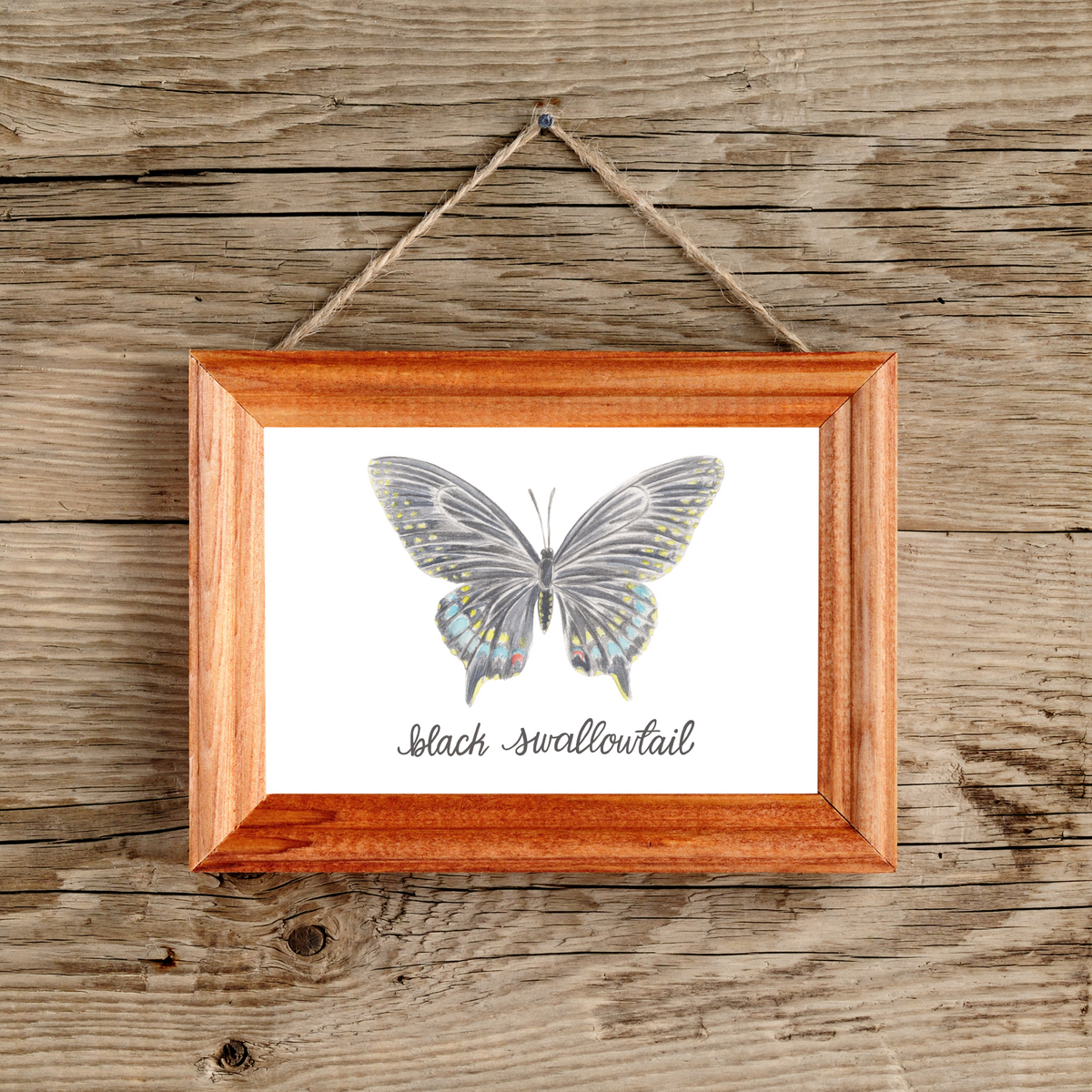 Black Swallowtail Butterfly Art Print