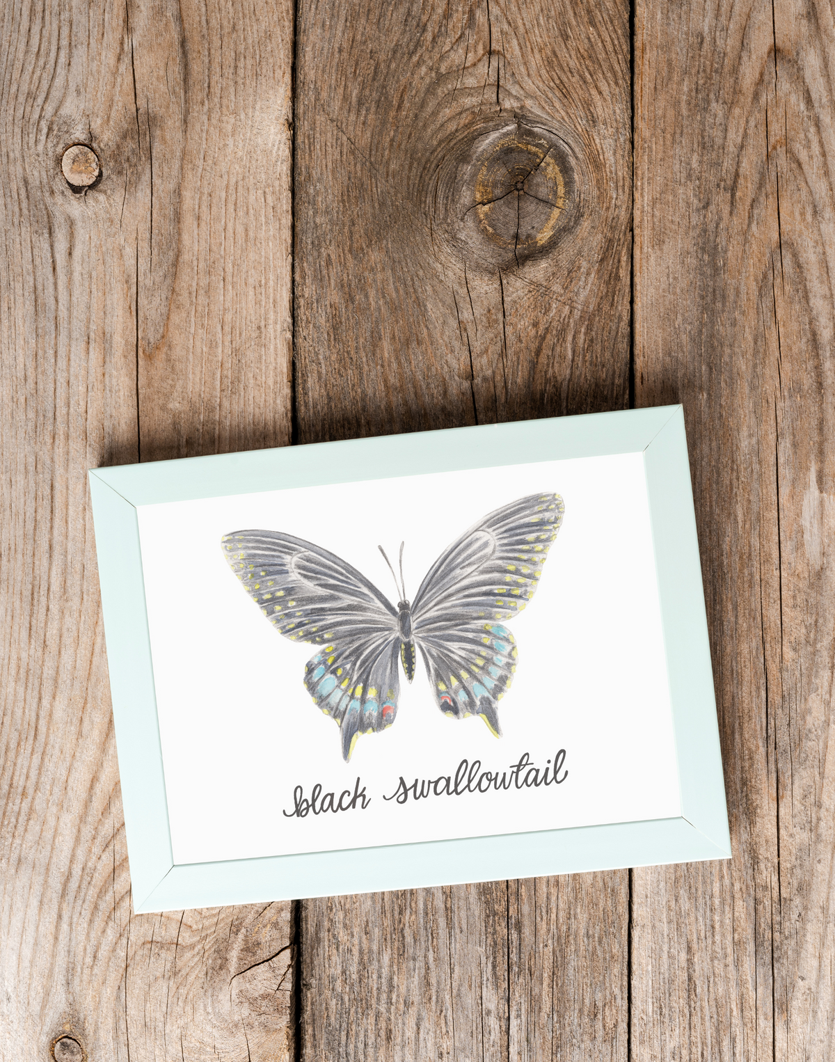 Black Swallowtail Butterfly Art Print