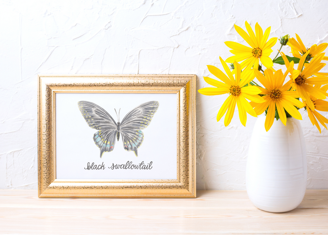 Black Swallowtail Butterfly Art Print