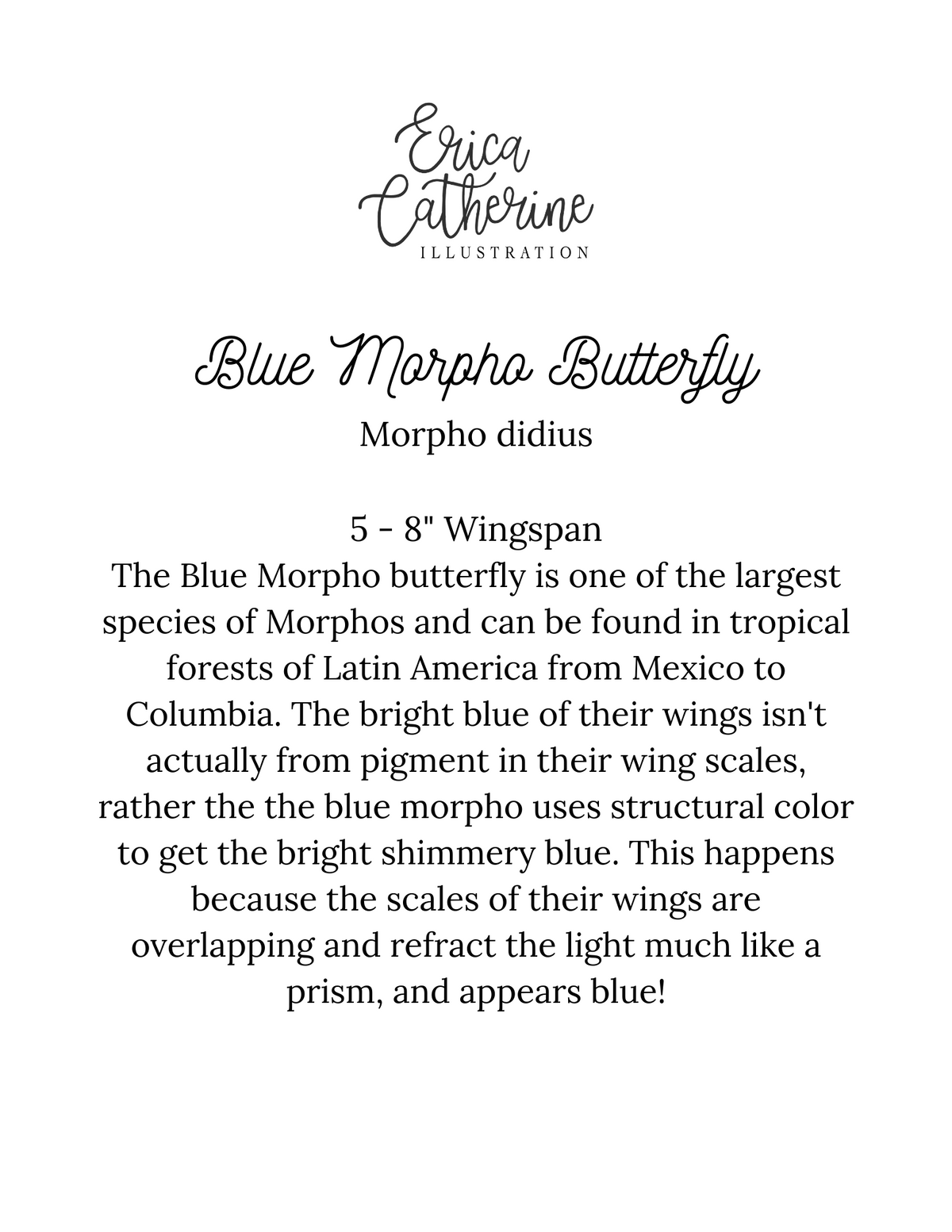 Blue Morpho Butterfly Art Print