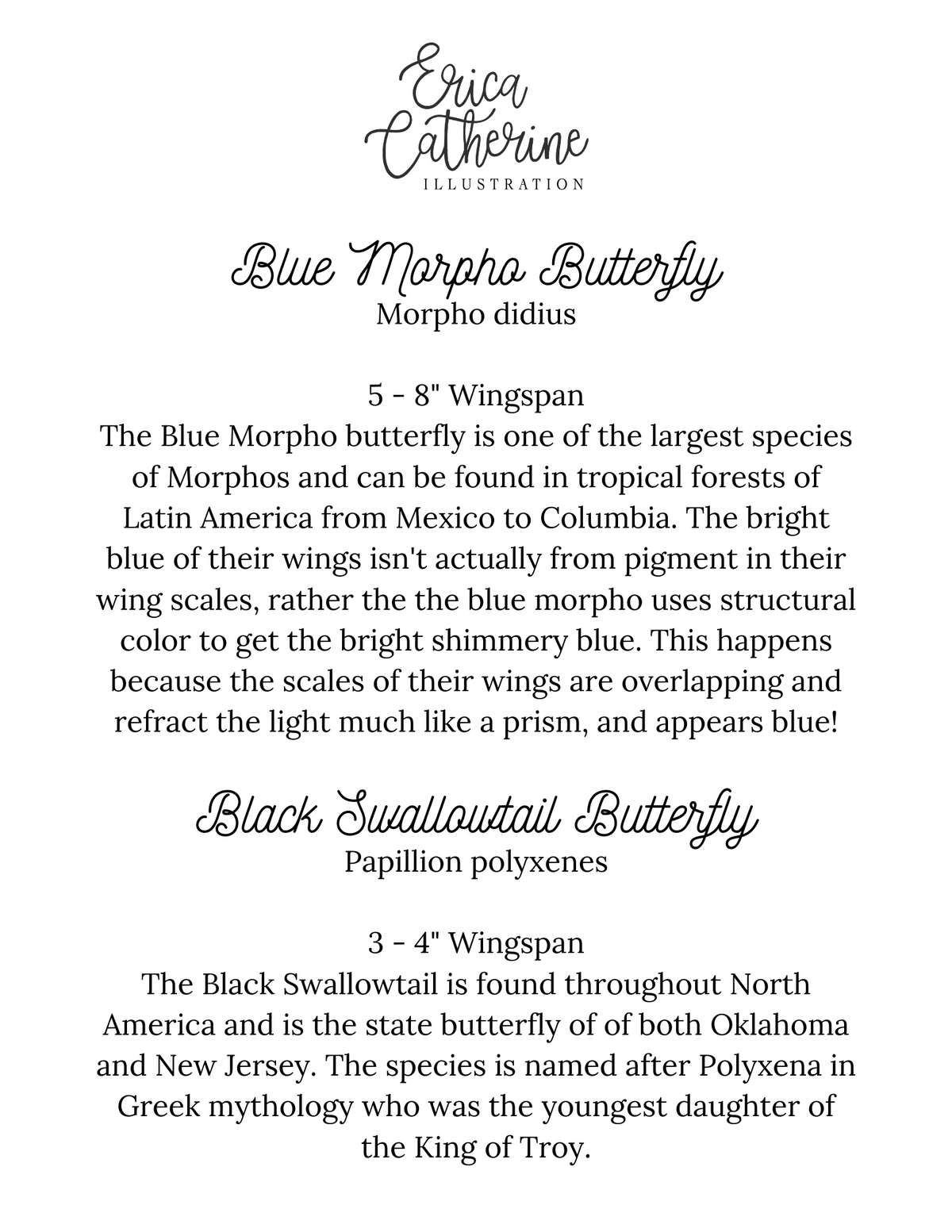 Blue Morpho and Black Swallowtail Butterfly Art Print
