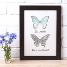 Load image into Gallery viewer, Blue Morpho and Black Swallowtail Butterfly Art Print