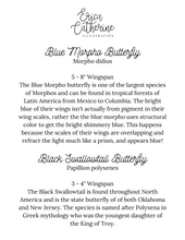 Load image into Gallery viewer, Blue Morpho and Black Swallowtail Butterfly Art Print