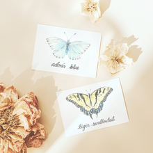Load image into Gallery viewer, Butterfly Card Set