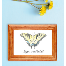 Load image into Gallery viewer, Tiger Swallowtail Butterfly Art Print