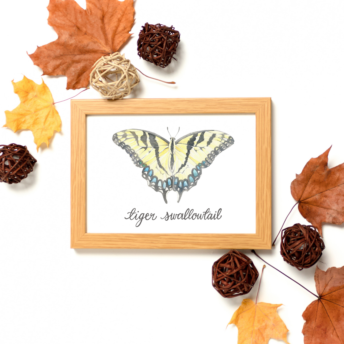 Tiger Swallowtail Butterfly Art Print