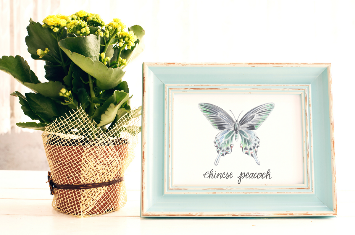 Chinese Peacock Butterfly Art Print