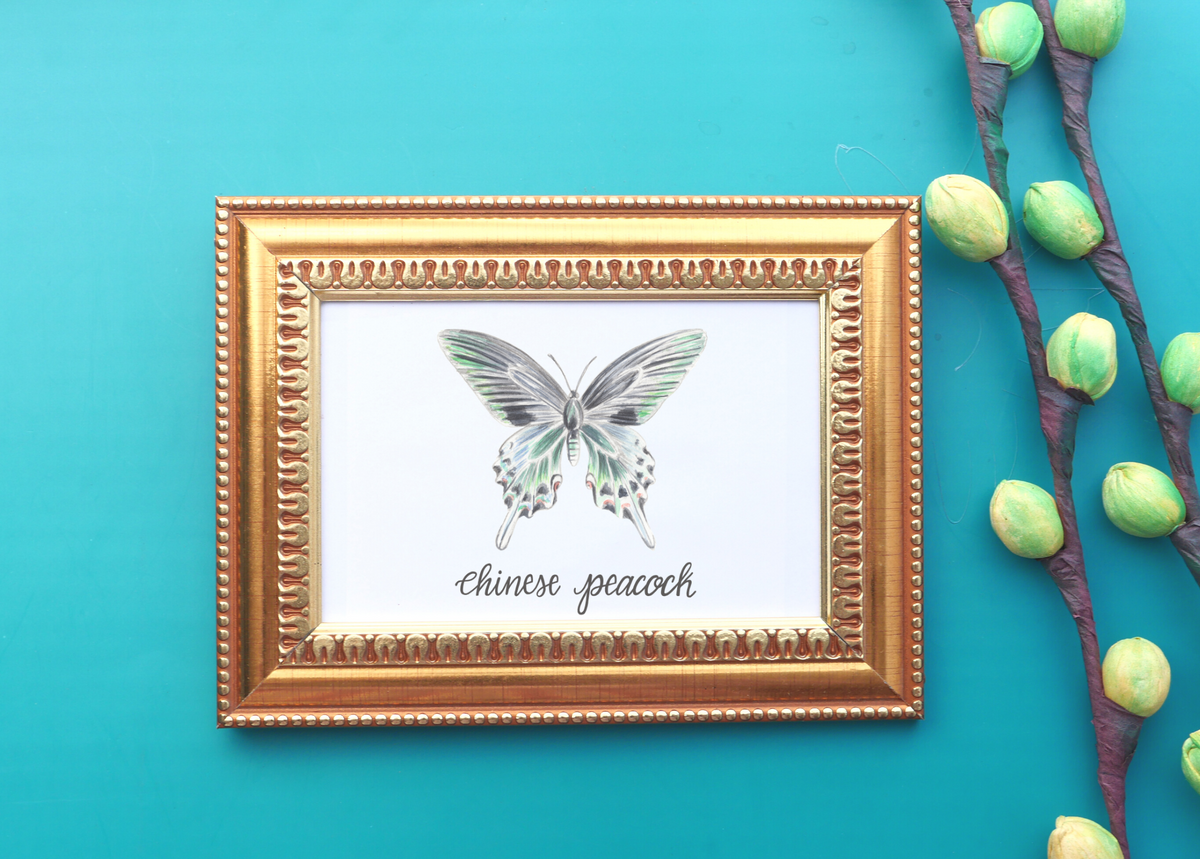 Chinese Peacock Butterfly Art Print