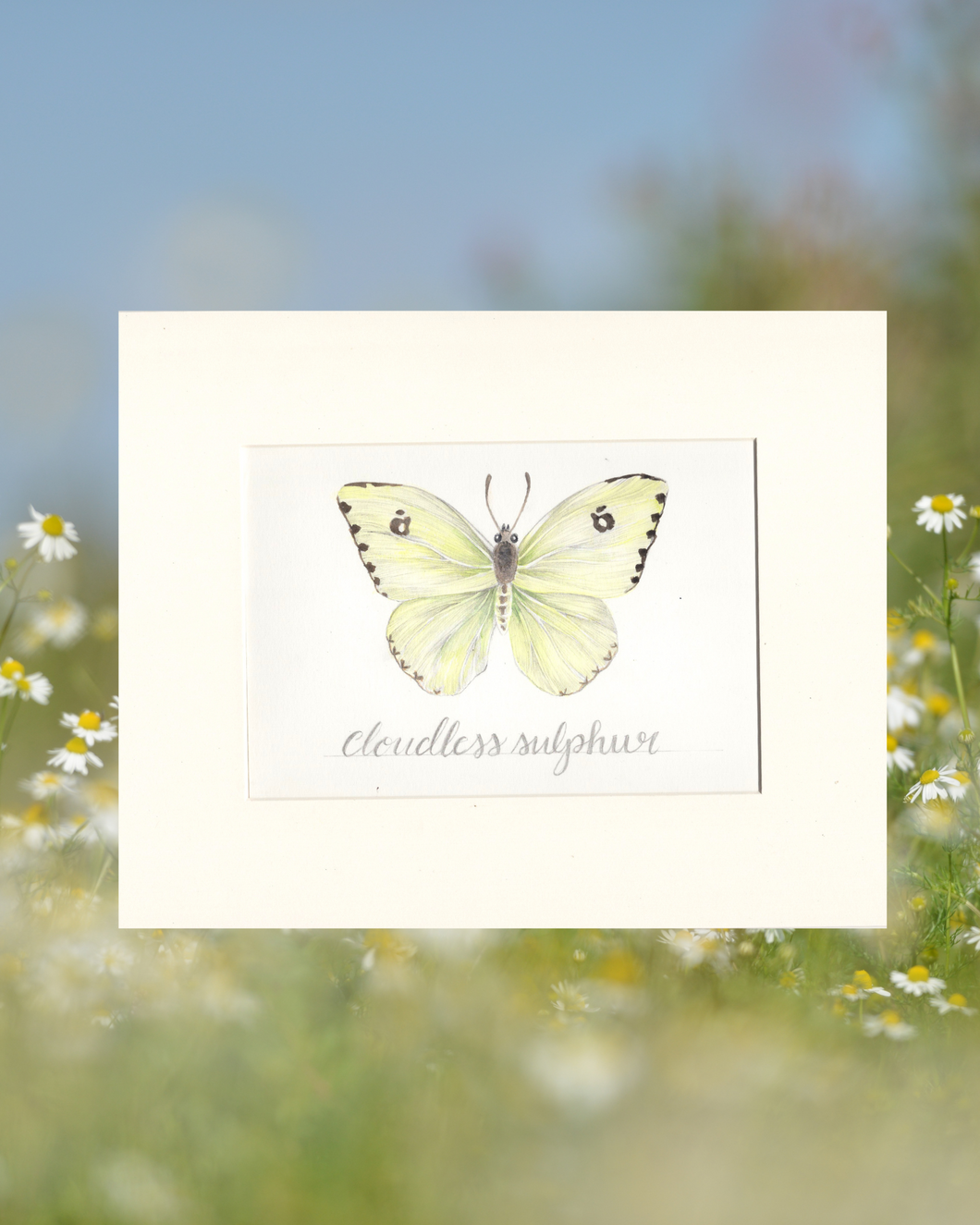 Cloudless Sulphur Butterfly Original Illustration