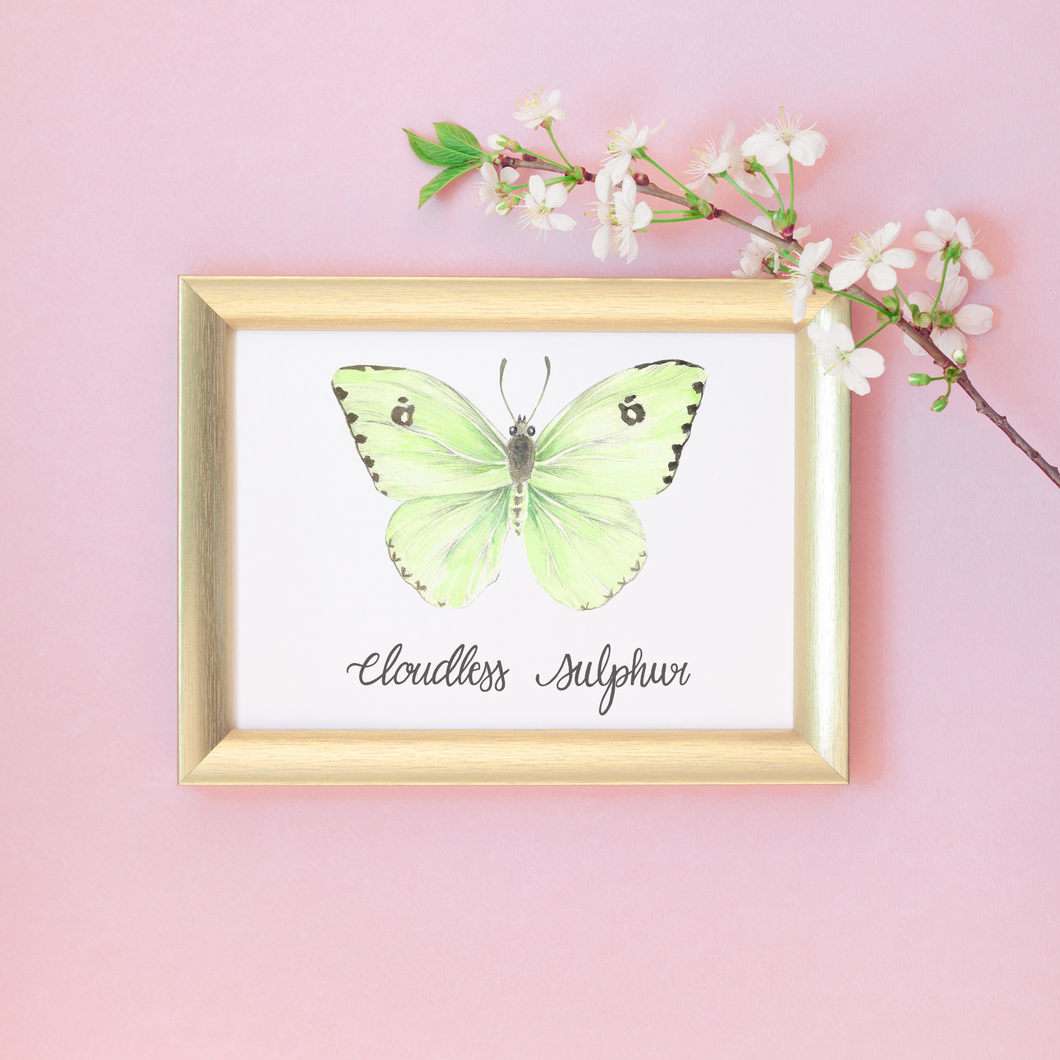 Cloudless Sulphur Butterfly Art Print