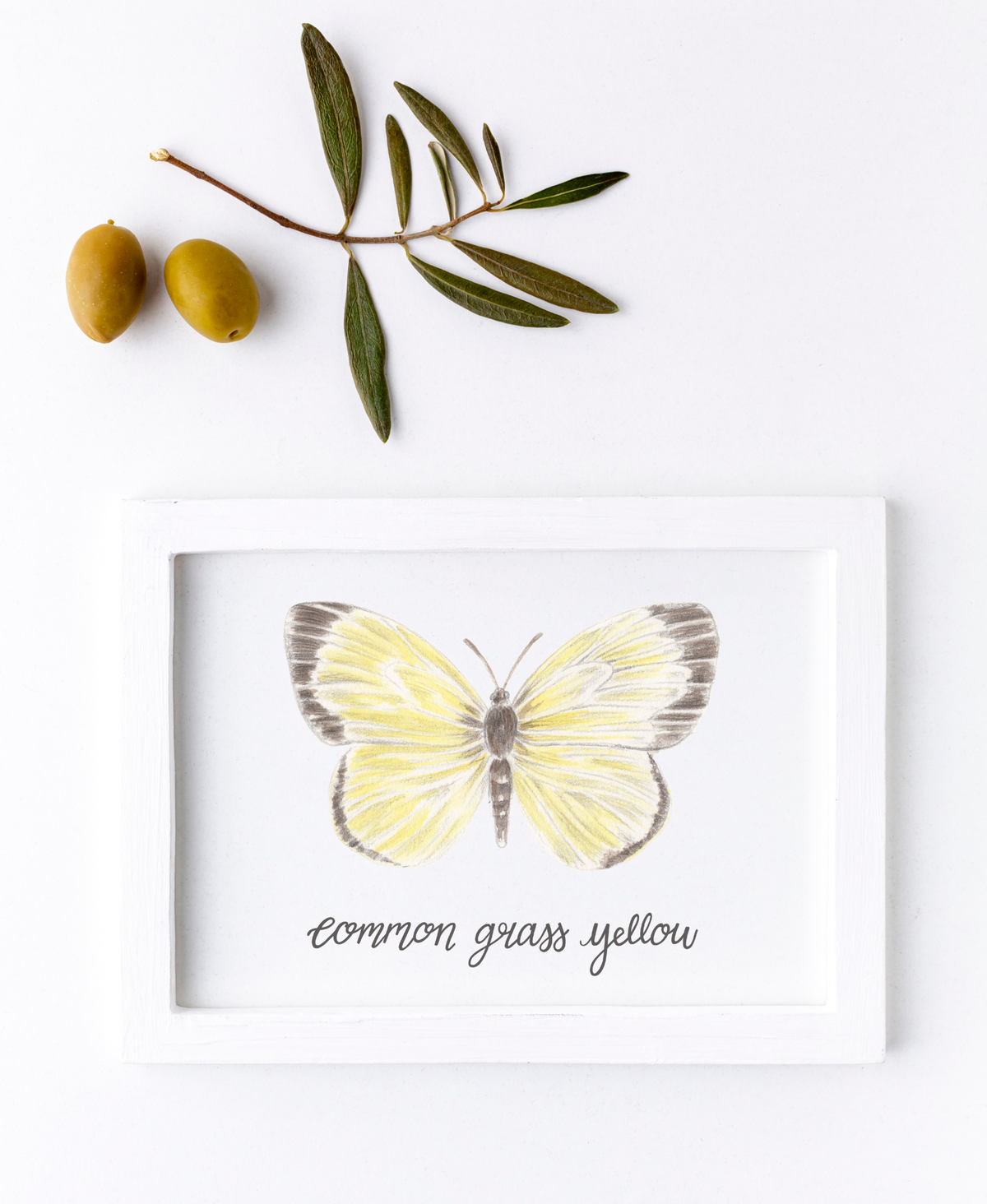 Common Grass Yellow Butterfly Print