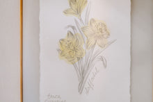 Load image into Gallery viewer, March Birth Flower - Daffodil Mini Original Artwork