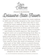 Load image into Gallery viewer, Delaware State Flower Map Vinyl Sticker