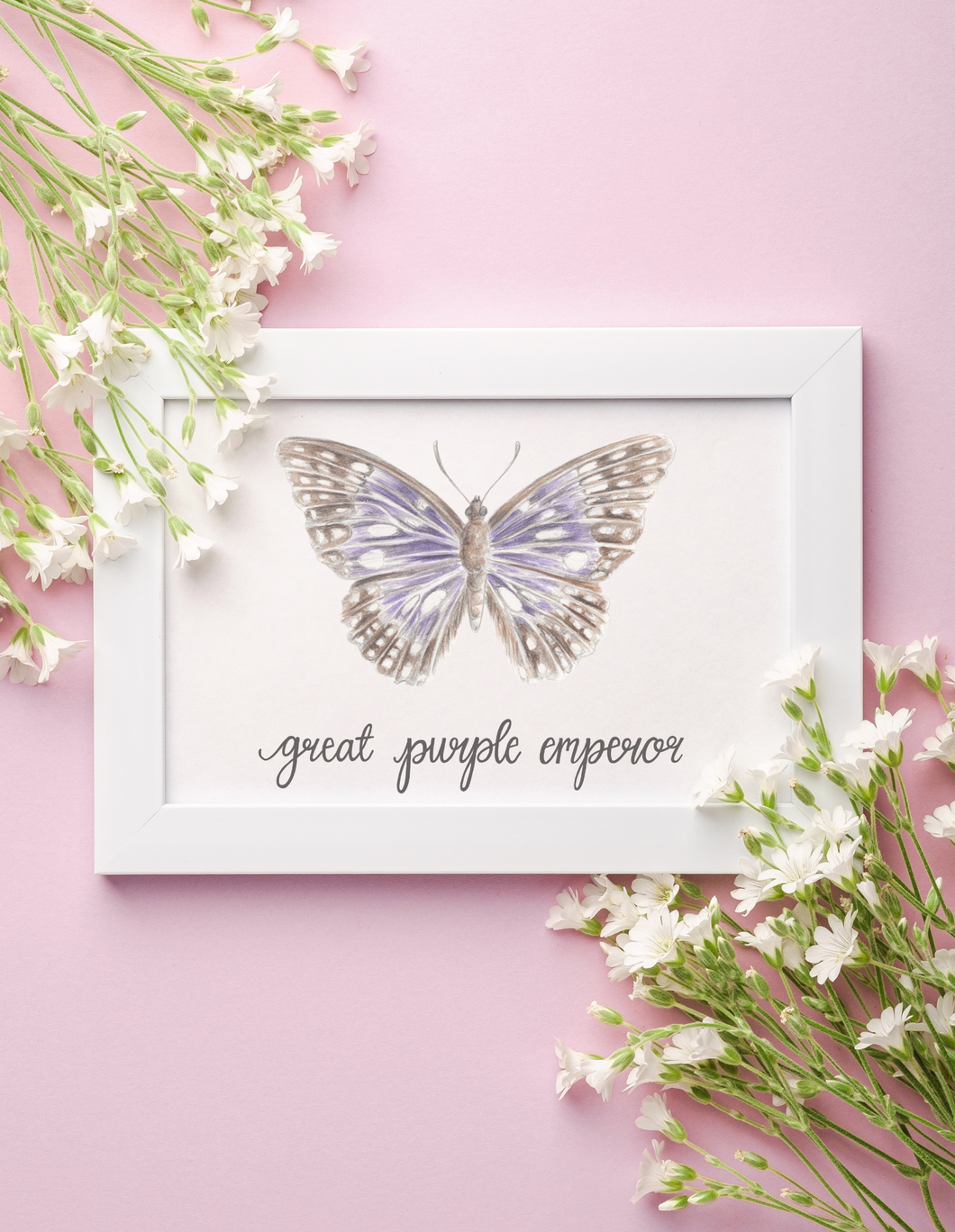 Great Purple Emperor Butterfly Art Print