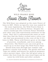 Load image into Gallery viewer, Iowa State Flower Map Vinyl Sticker