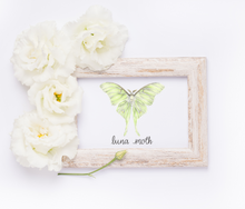Load image into Gallery viewer, Luna Moth Art print