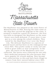 Load image into Gallery viewer, Massachusetts State Flower Map Vinyl Sticker