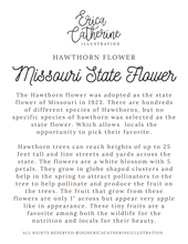 Load image into Gallery viewer, Missouri State Flower Map Vinyl Sticker