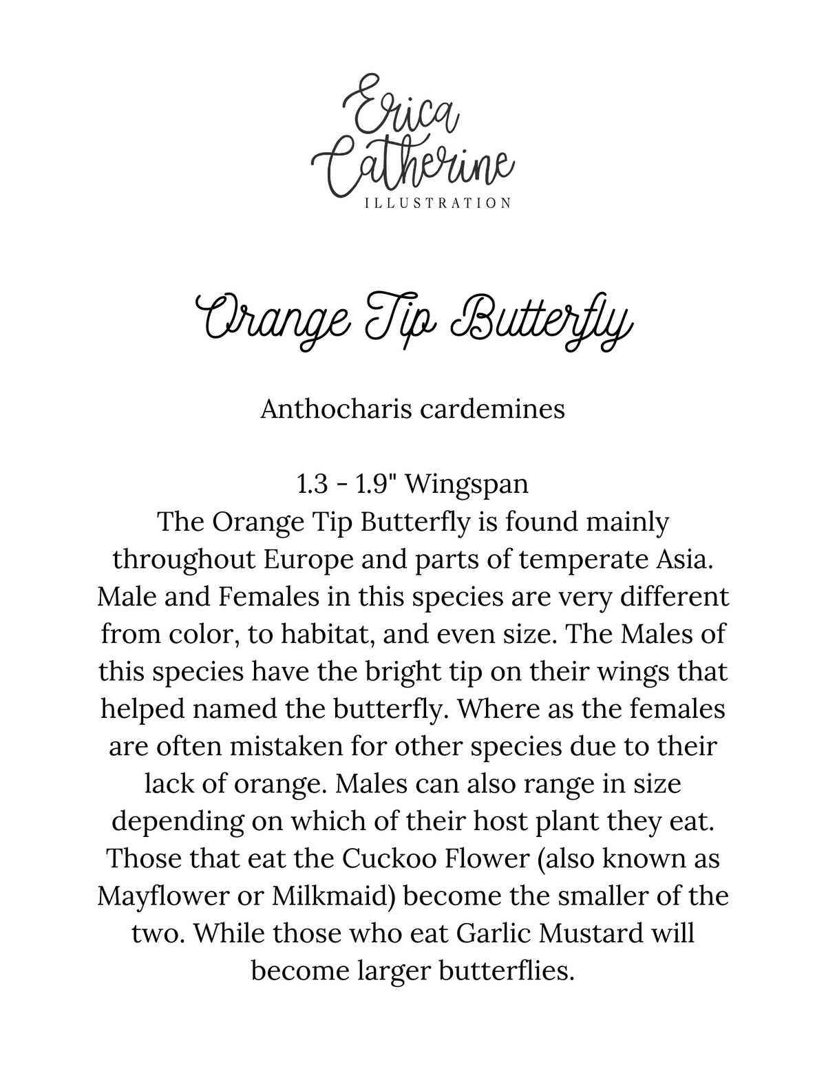 Orange Tip Butterfly Art Print