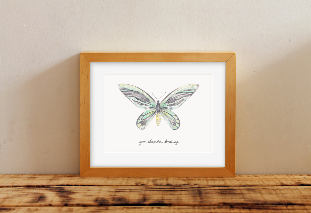 Queen Alexandra Birdwing Butterfly Print