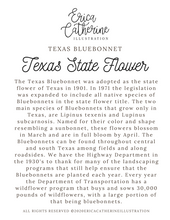 Load image into Gallery viewer, Texas State Flower Map Vinyl Sticker