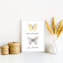 Load image into Gallery viewer, Yellow Tailed Sulphur and Grey Hairstreak Butterfly Art Print