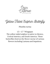 Load image into Gallery viewer, Yellow Tailed Sulphur Butterfly Print