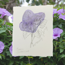 Load image into Gallery viewer, September Birth Flower - Morning Glory Mini Original Drawing