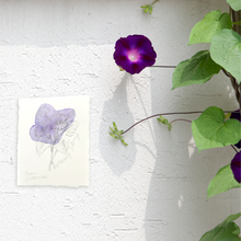 Load image into Gallery viewer, September Birth Flower - Morning Glory Mini Original Drawing