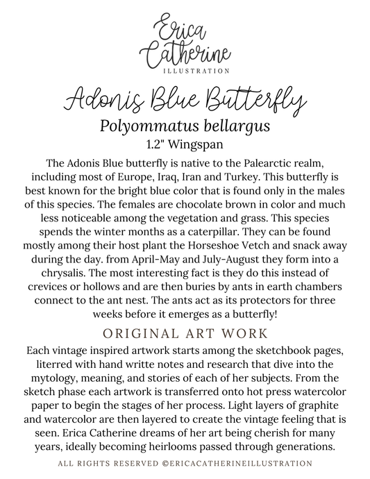 Adonis Blue Betterfly Original Artwork