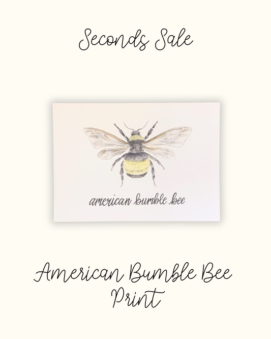 American Bumble Bee 5x7" Print - Seconds Sale