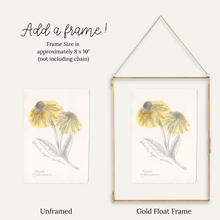 Load image into Gallery viewer, A framed botanical art print showing two yellow flowers Black Eyed Susan Flwoers on a white paper background. The image includes text reading 'Add a frame!' and shows both an unframed version and a gold float frame version, with the gold frame version labeled as approximately 8 x 10 inches.
