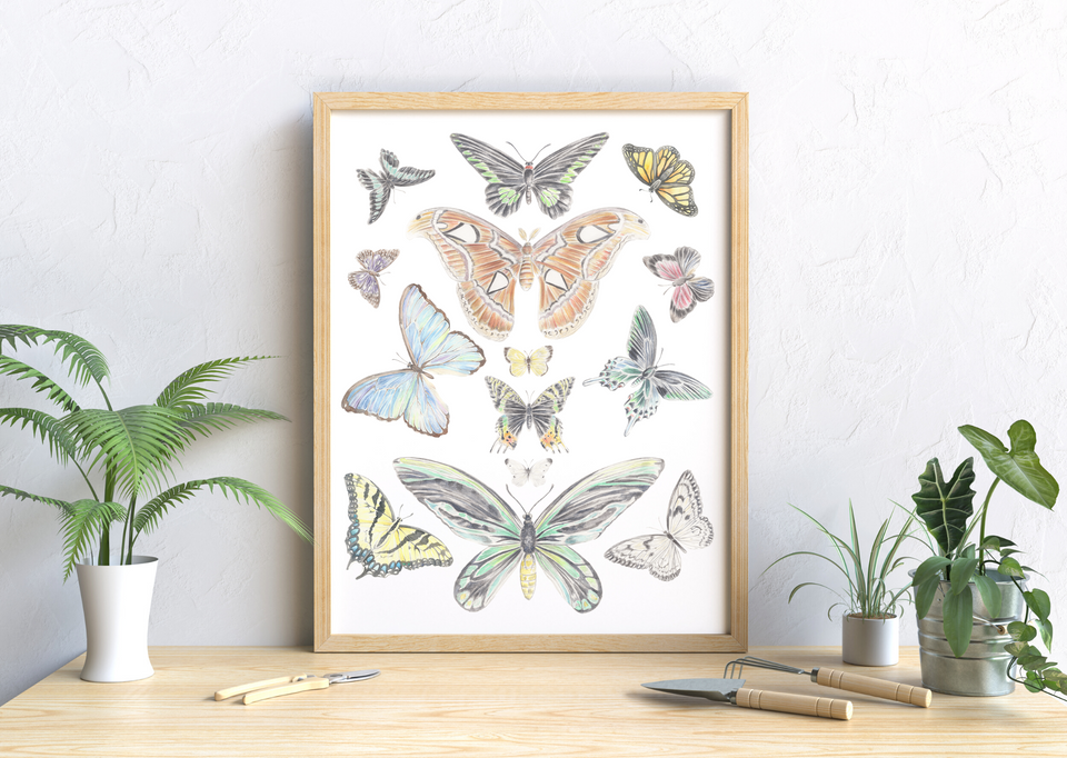 A vintage inspired chart of moths and butterflies. The framed print is sitting on a table with other plants and some gardening tools.