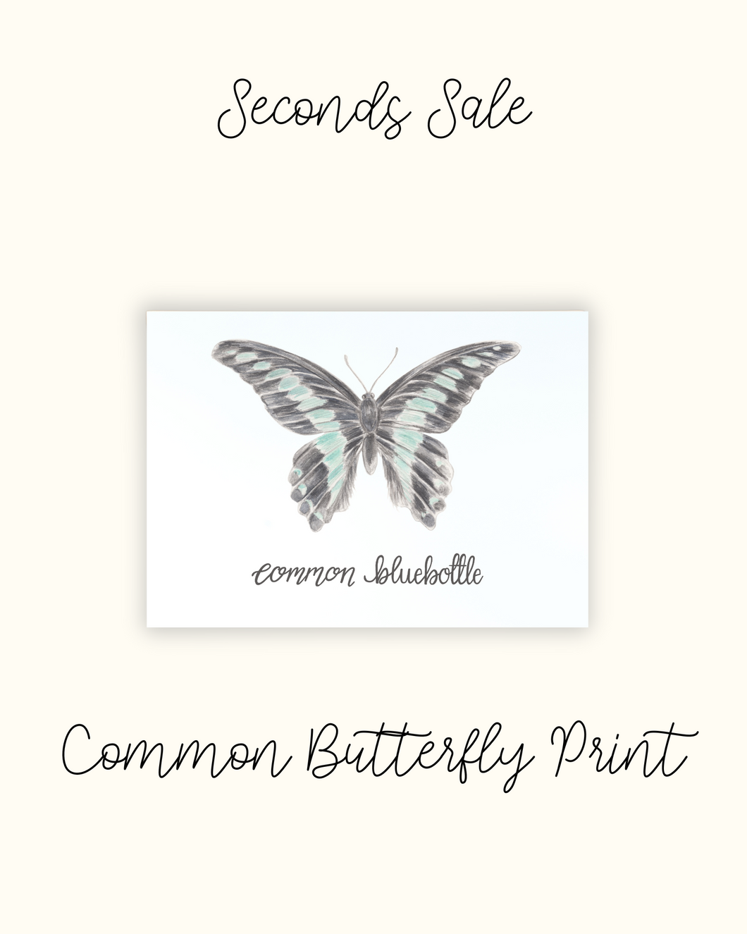 Common Bluebottle Butterfly Print - Seconds Sale