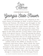 Load image into Gallery viewer, Georgia Map Print - Seconds Sale
