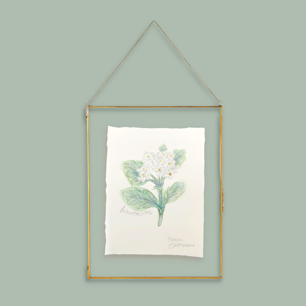 May Birth Flower - Hawthorn Mini Original Drawing